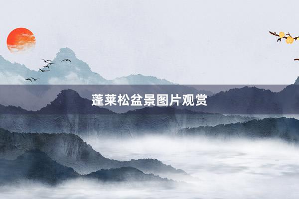 蓬莱松盆景图片观赏